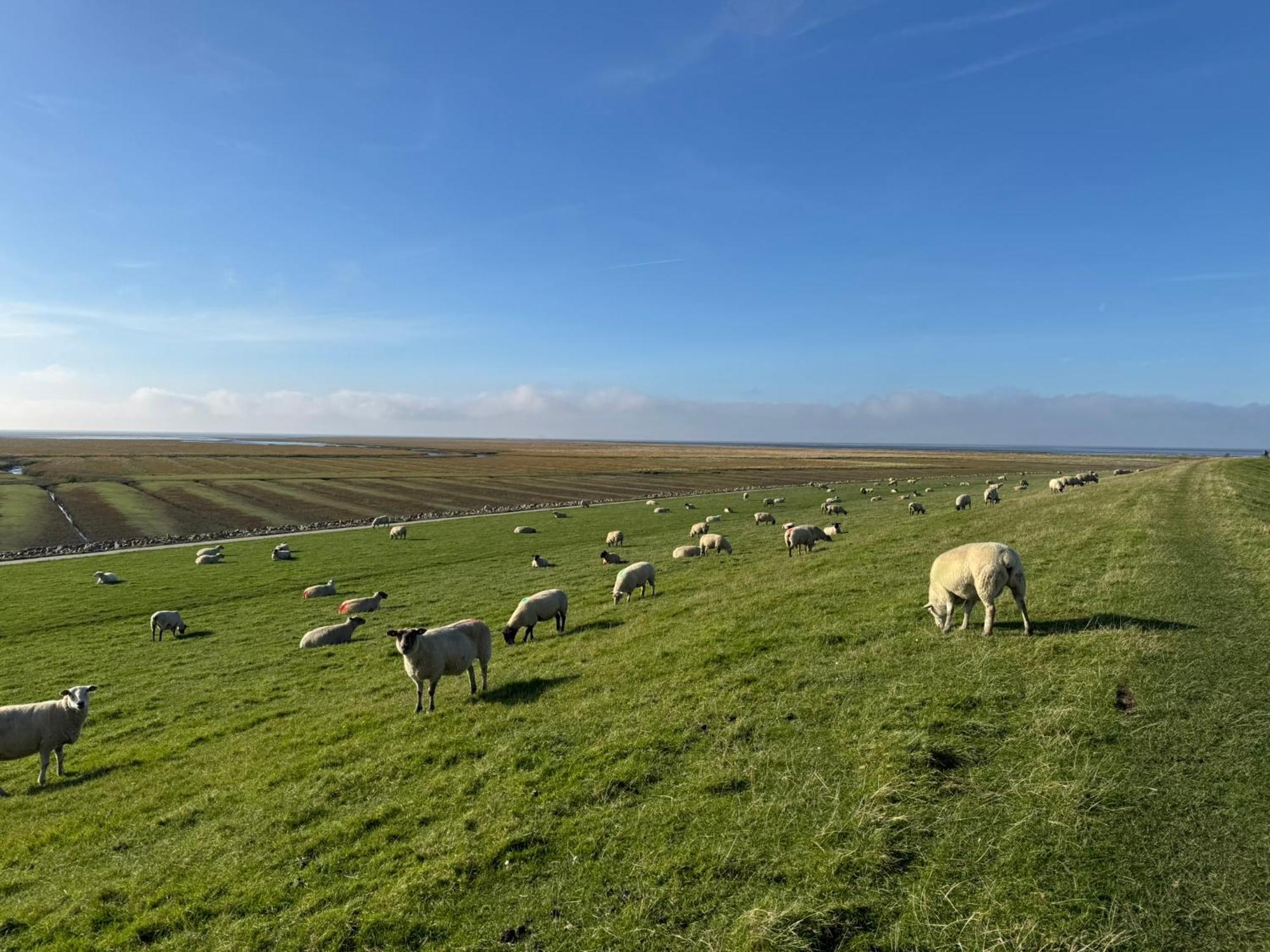 Nordseetraum - Ferienhaus Wolke Friedrichskoog Buitenkant foto